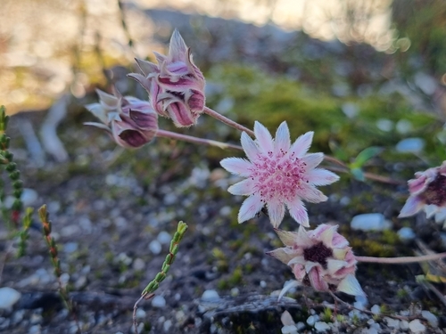 Actinotus forsythii, 2023-04-27