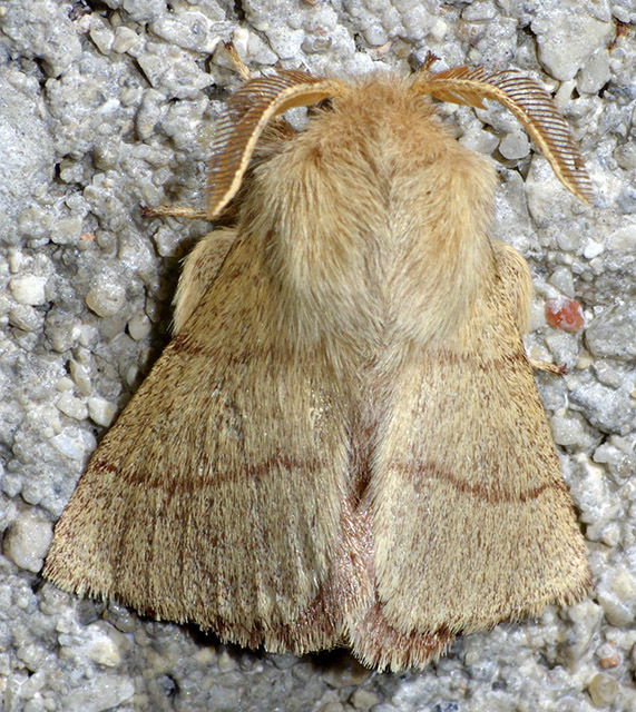 Sonoran Tent Caterpillar