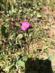 Oenothera rosea