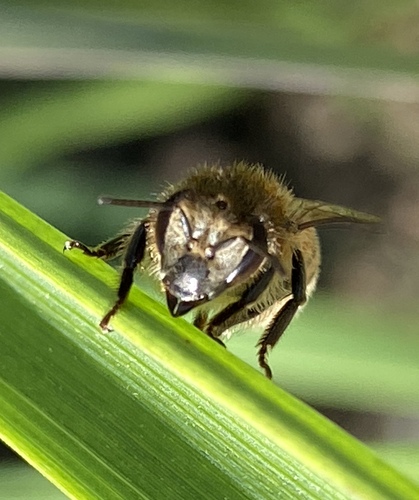 iNaturalist observation photo of Western Honey Bee