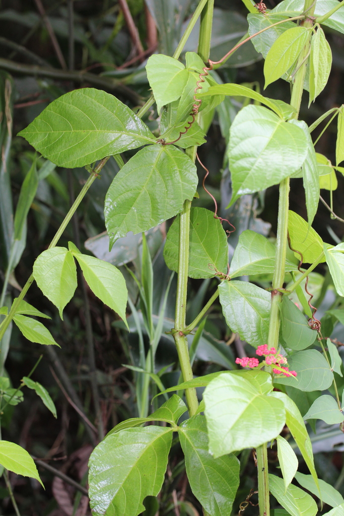 Cissus haematantha