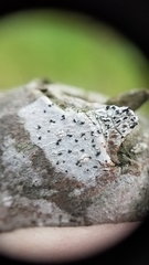 Opegrapha
