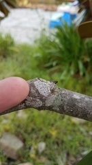 Opegrapha