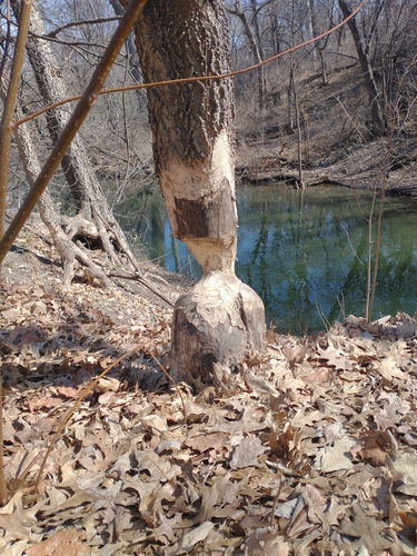 American Beaver photographed in Nebraska