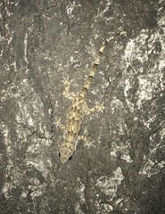 Hemidactylus mabouia