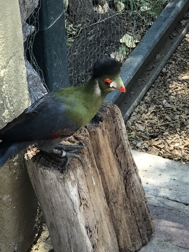 Menelikornis leucotis