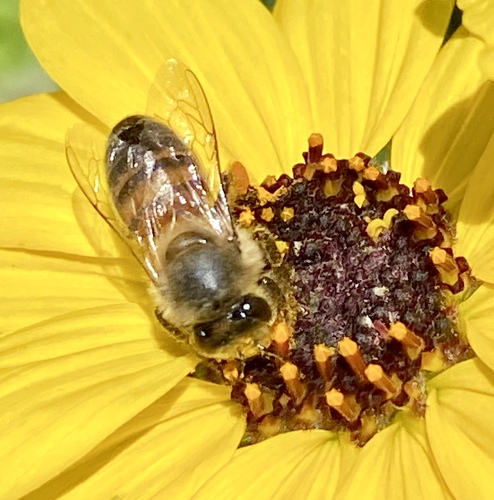 iNaturalist observation photo of Western Honey Bee