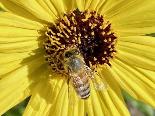 iNaturalist observation photo of Western Honey Bee