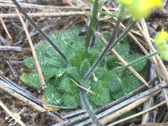 Draba asprella stelligera