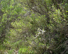 Malacothamnus marrubioides