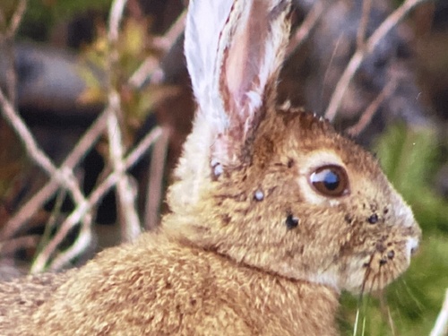 Rabbit Tick photo 2