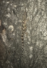 Hemidactylus mabouia