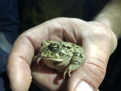 Anaxyrus microscaphus