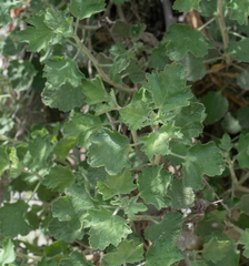 Malacothamnus marrubioides