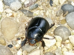 Pentodon bidens punctatus