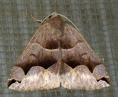 Gondysia