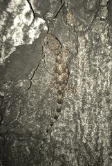 Hemidactylus mabouia