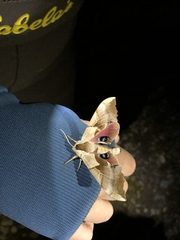 Smerinthus saliceti