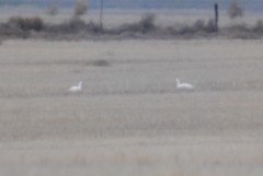 Cygnus columbianus columbianus