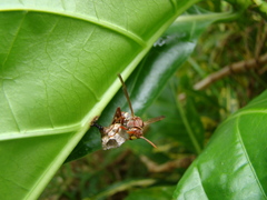 Polistes stigma townsvillensis
