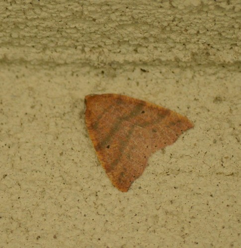 Drepanulatrix falcataria photo 4
