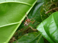 Polistes stigma townsvillensis