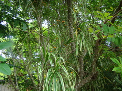 Dracaena angustifolia