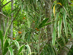 Dracaena angustifolia