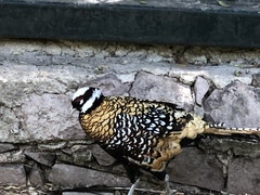 Syrmaticus reevesii
