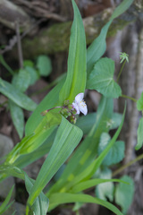 Tradescantia ozarkana