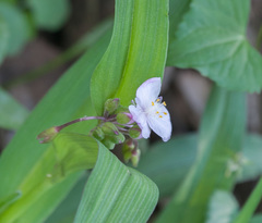 Tradescantia ozarkana