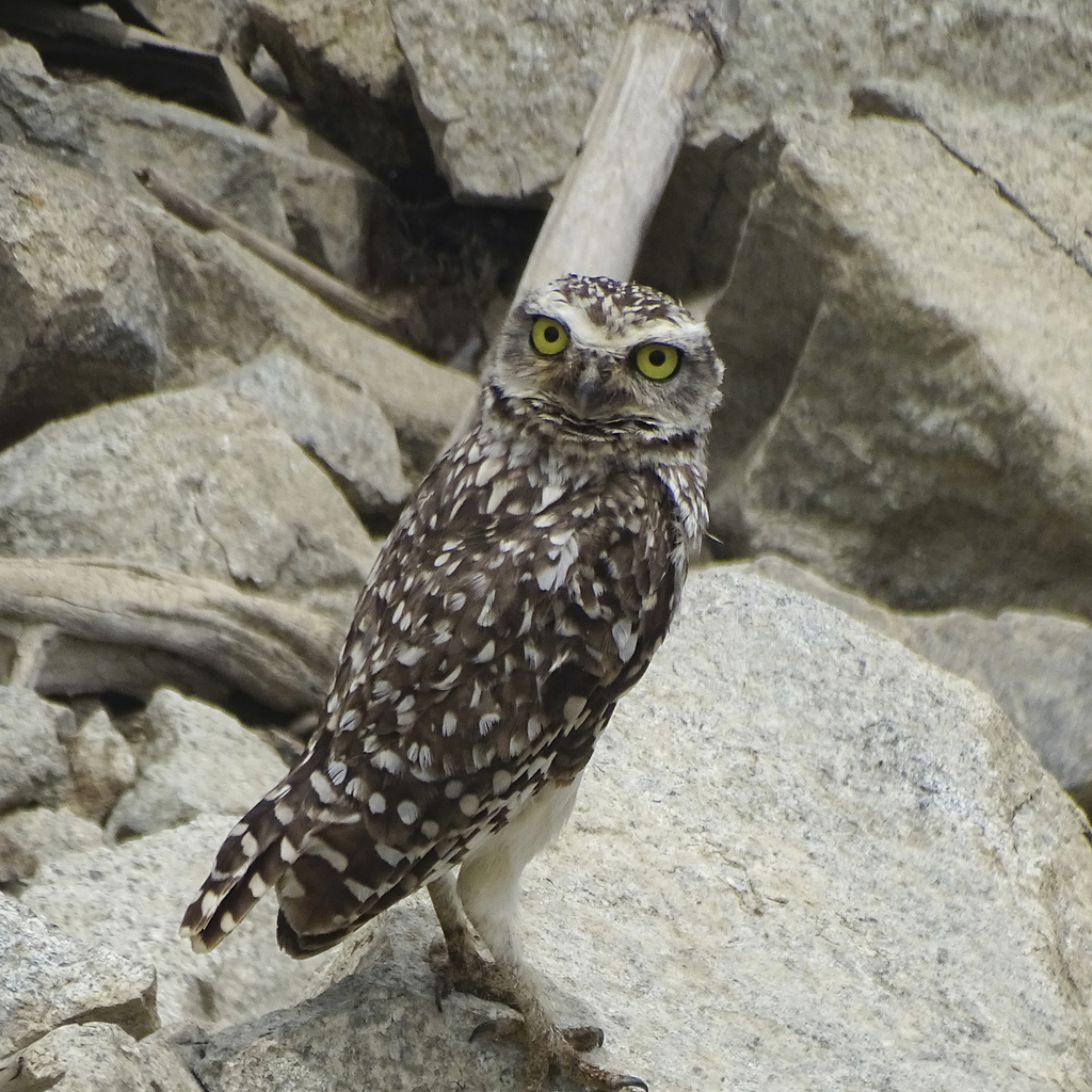 Littoral Burrowing Owl