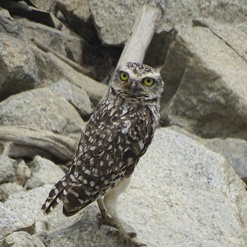 Littoral Burrowing Owl