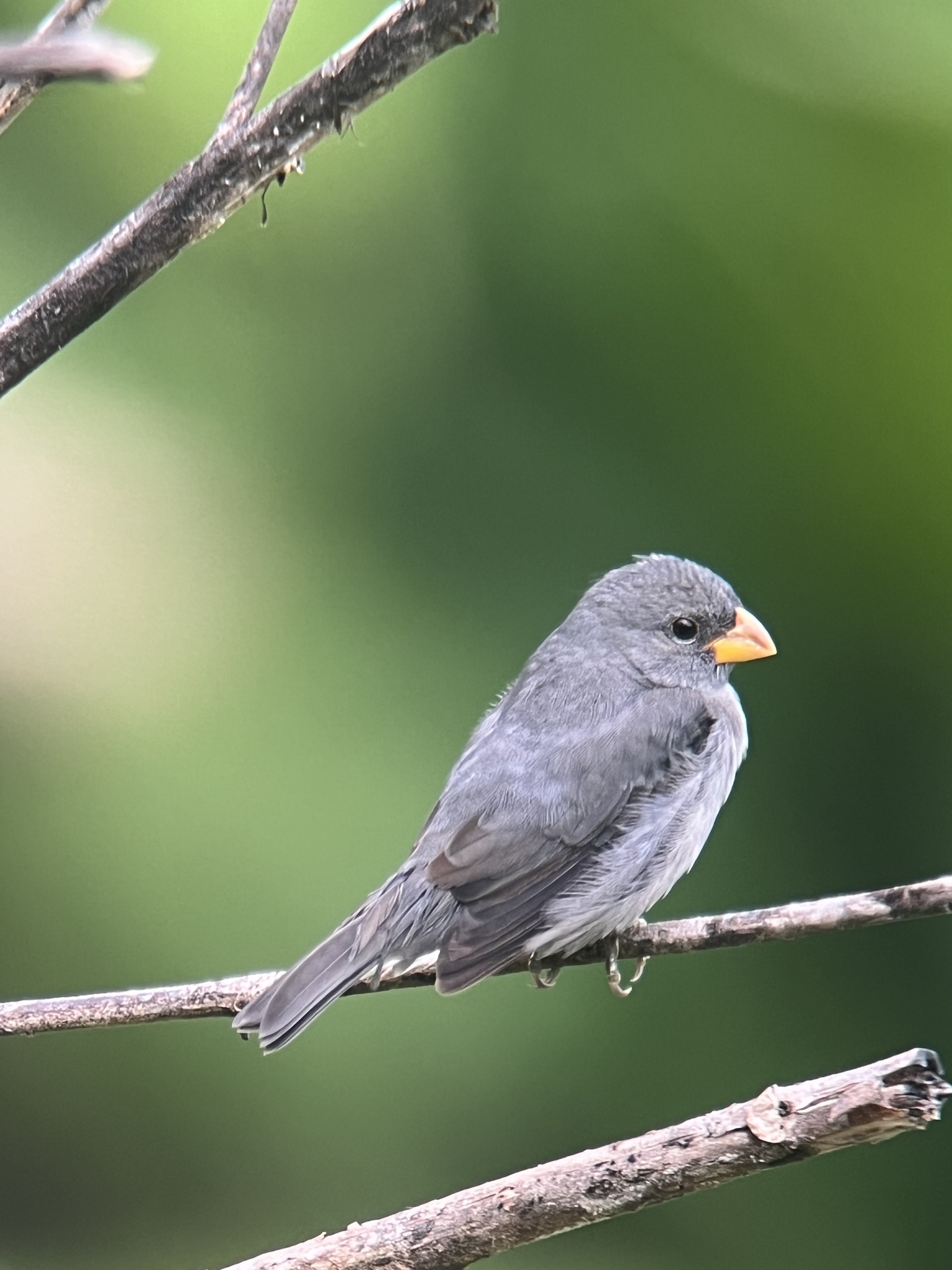 Slate-colored Seedeater (Sporophila schistacea), photo 10