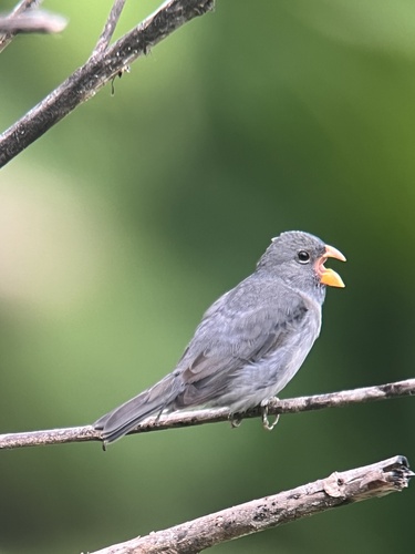 Slate-colored Seedeater (Sporophila schistacea), photo 10