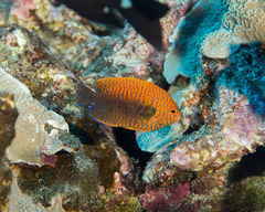 Centropyge potteri