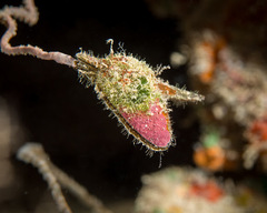 Pteria brunnea