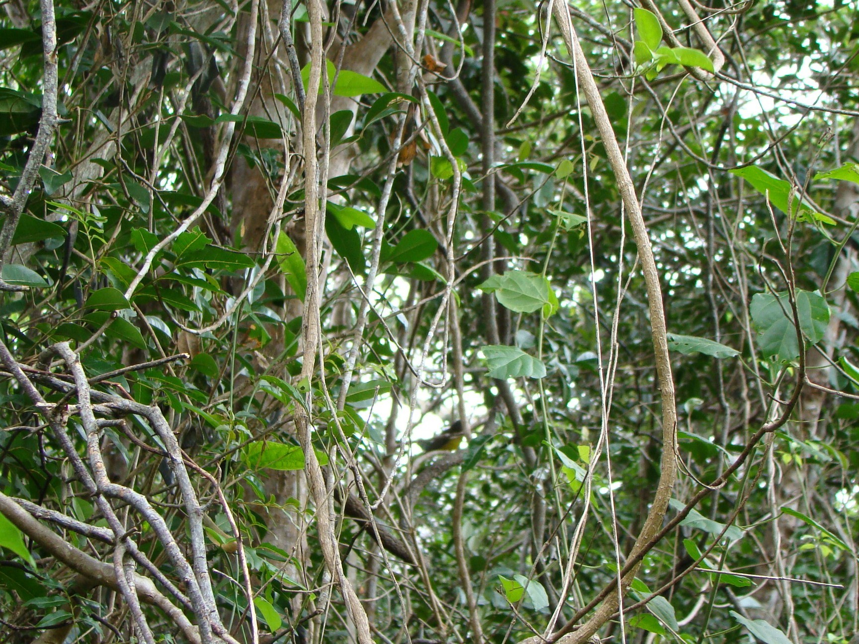 Melanesian Whistler (Pachycephala chlorura), photo 5