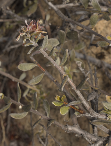 Image of Krameria cistoidea by (c) Pablo Silva, some rights reserved (CC BY)