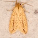 Long-streaked Tussock Moth - Photo (c) Laura Gaudette, some rights reserved (CC BY), uploaded by Laura Gaudette
