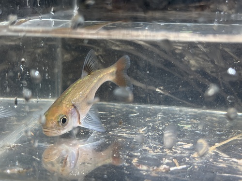 Bandfin shiner (Luxilus zonistius) — Cyprinidae — 4