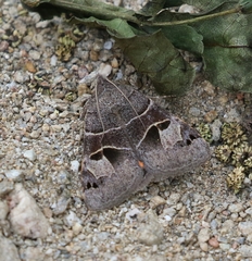 Drasteria edwardsii