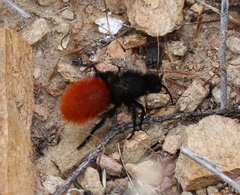 Dasymutilla magnifica