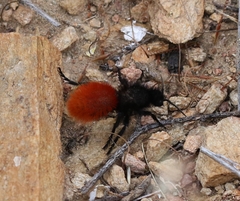 Dasymutilla magnifica