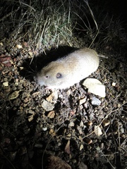 Thomomys