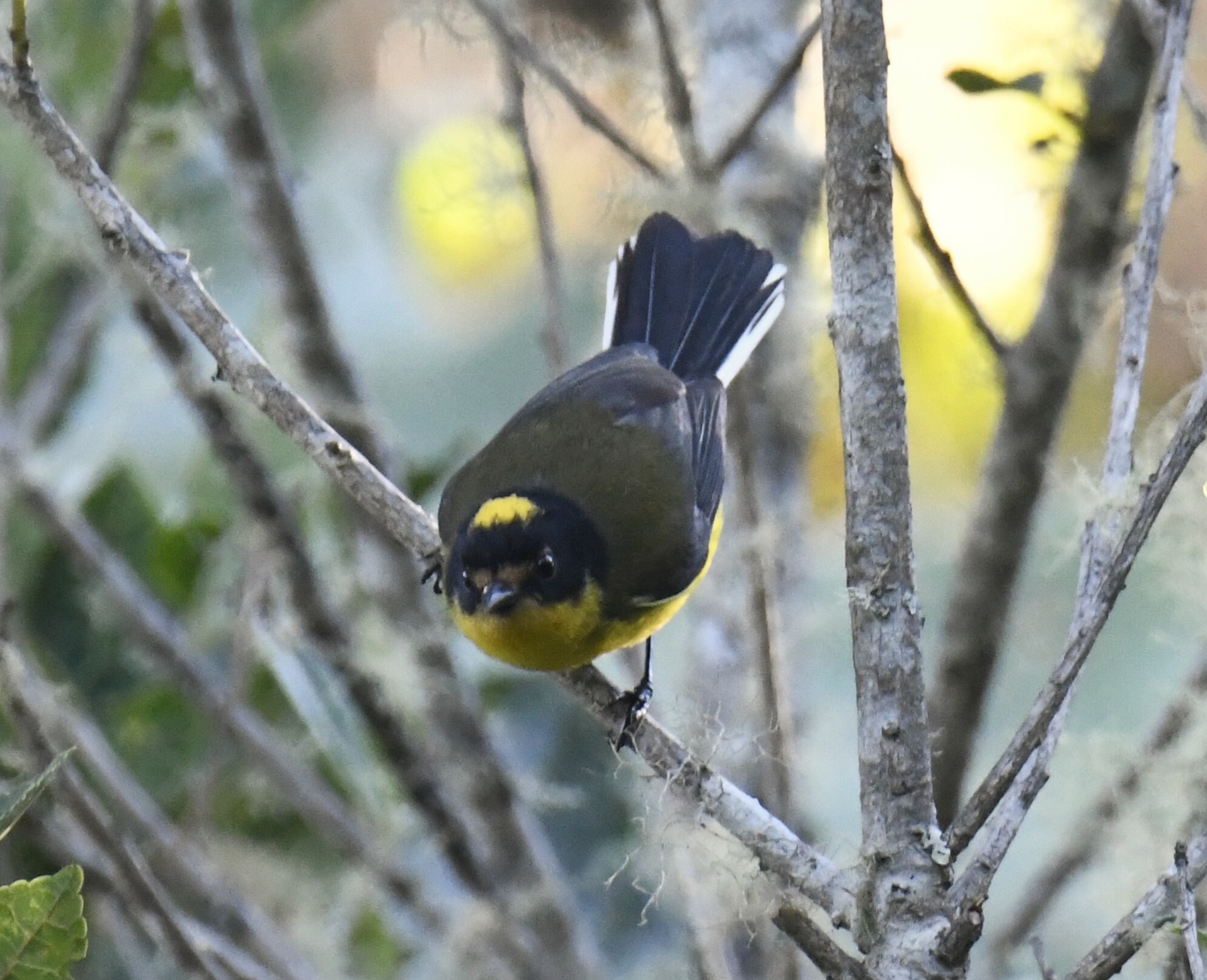 Yellow-crowned Whitestart (Myioborus flavivertex), photo 10