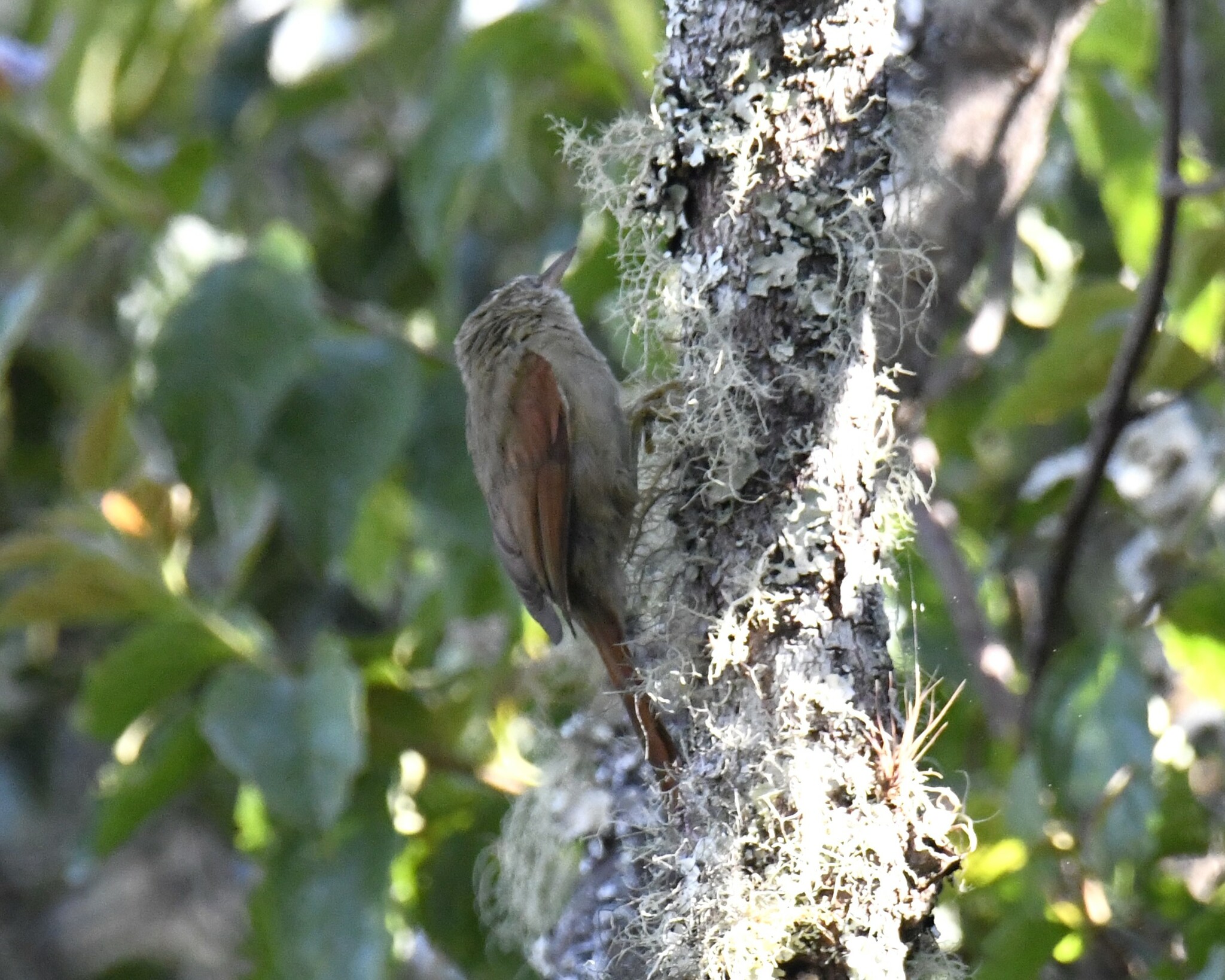 Streak-capped Spinetail (Cranioleuca hellmayri), photo 10