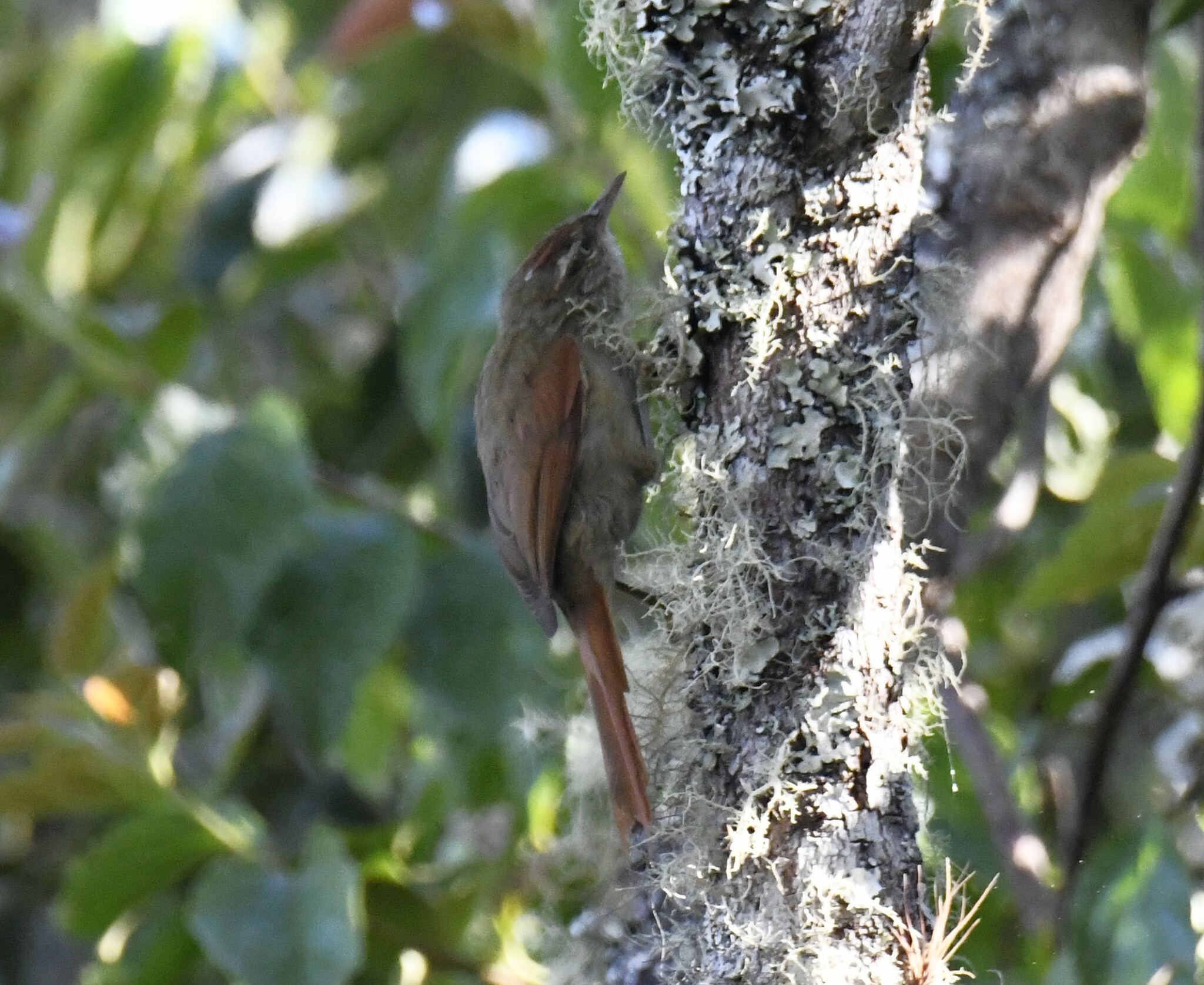 Streak-capped Spinetail (Cranioleuca hellmayri), photo 9
