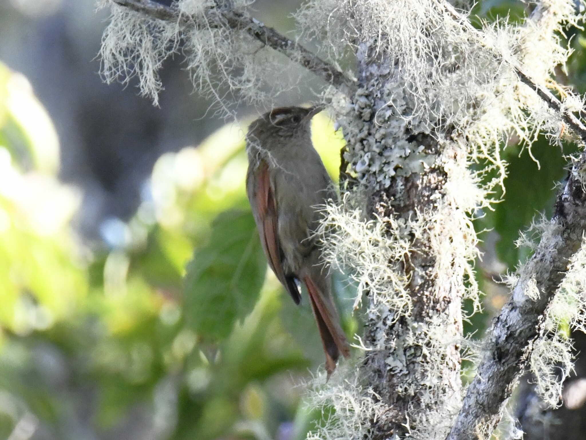 Streak-capped Spinetail (Cranioleuca hellmayri), photo 8