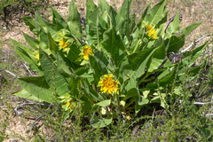 Wyethia glabra